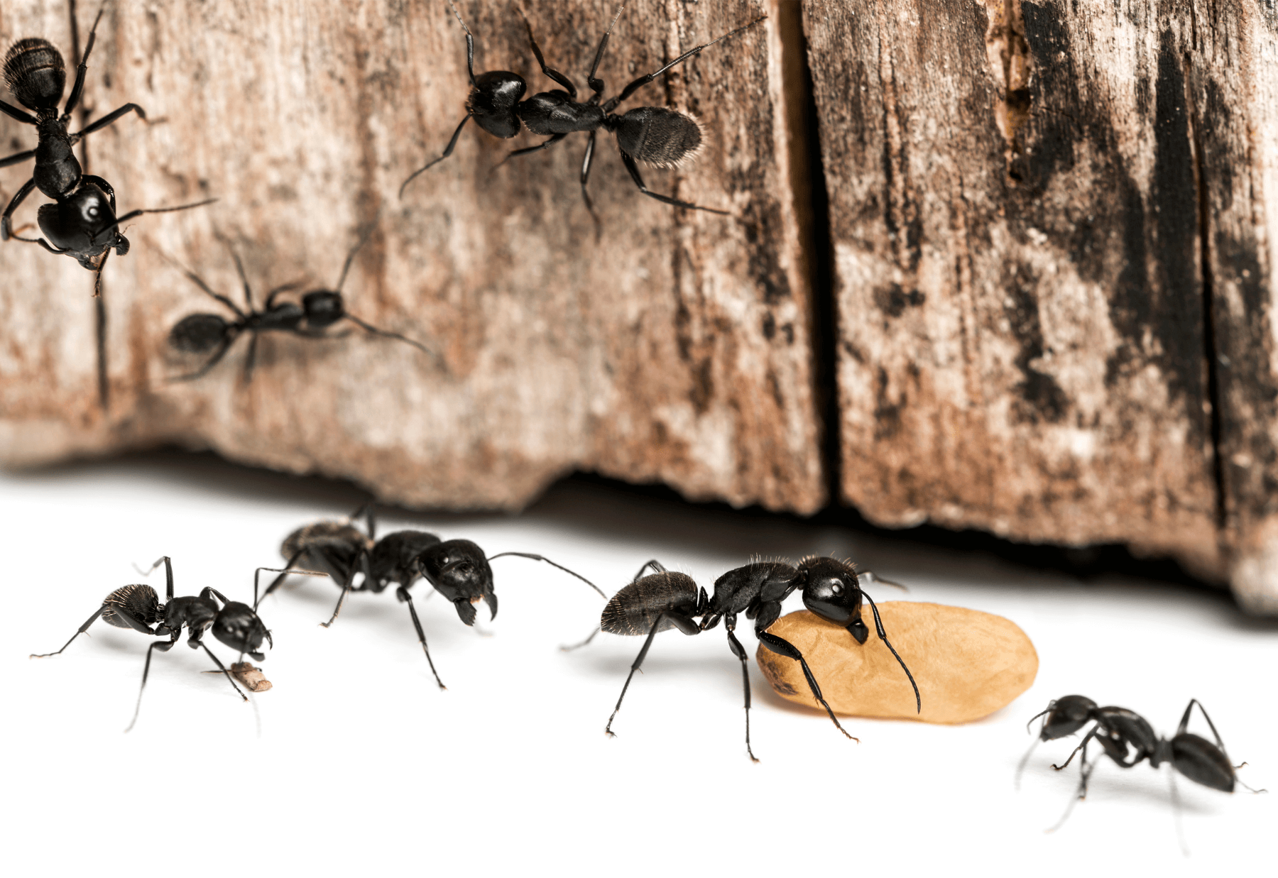 Get Rid of Carpenter Ants for Good with the Help of an Ant Exterminator