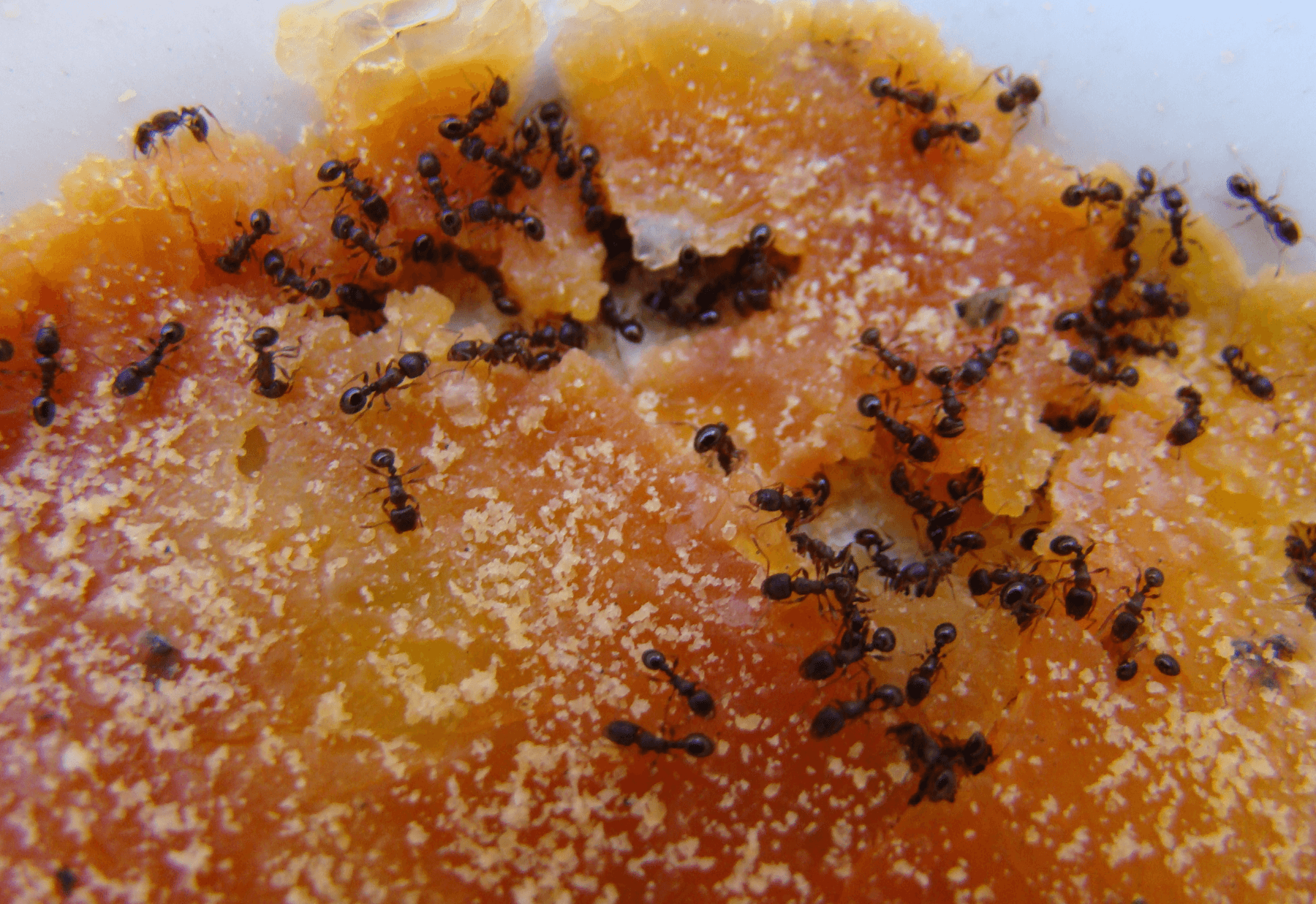 Get Rid of Carpenter Ants for Good with the Help of an Ant Exterminator